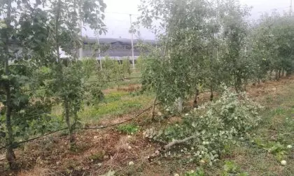 Danni all'agricoltura per eventi alluvionali